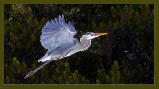 Great Blue Heron taken by John William Uhler - Spring 2012 © Copyright All Rights Reserved